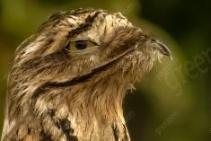 Mãe da Lua 9 <em>(2732)</em>