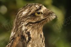 Mãe da Lua 10 <em>(2733)</em>