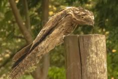 Mãe da Lua 11 <em>(2734)</em>