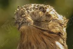 Mãe da Lua 12 <em>(2735)</em>