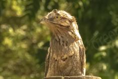 Mãe da Lua 13 <em>(2736)</em>