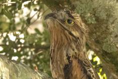 Mãe da Lua 14 <em>(2737)</em>