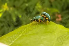 Inseto 227 <em>(2738)</em>