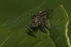 Aranha 81 <em>(2739)</em>