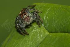 Aranha 82 <em>(2740)</em>