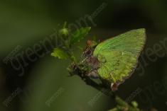 Borboleta 251 <em>(2741)</em>