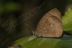 Borboleta 252 <em>(2742)</em>