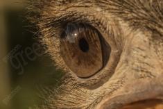 Ema 22 <em>(2743)</em>