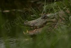 Jacaré 2 <em>(2744)</em>