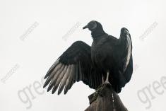 Urubu 7 <em>(2745)</em>