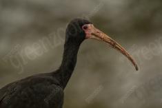 Coró Coró 10 <em>(2746)</em>