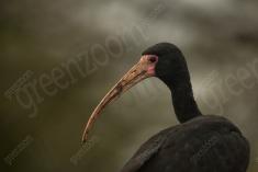 Coró Coró 11 <em>(2747)</em>