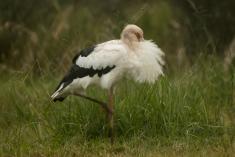 Cegonha Branca 12 <em>(2748)</em>