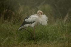 Cegonha Branca 13 <em>(2749)</em>