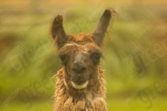 Lhama 1 <em>(2750)</em>