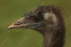 Avestruz 12 <em>(2751)</em>