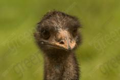 Ema 23 <em>(2752)</em>