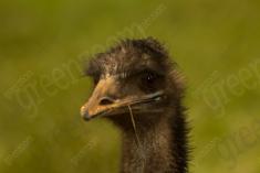 Ema 24 <em>(2753)</em>