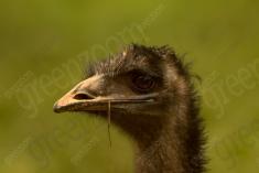 Avestruz 13 <em>(2754)</em>