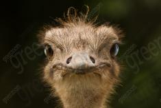 Ema 25 <em>(2755)</em>