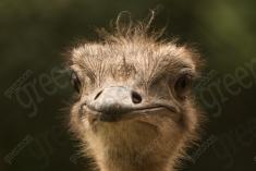 Ema 26 <em>(2756)</em>