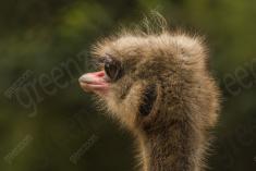 Ema 27 <em>(2757)</em>