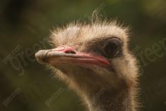 Ema 28 <em>(2758)</em>