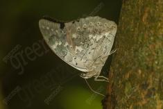 Borboleta 253 <em>(2759)</em>