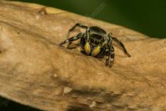 Aranha 83 <em>(2760)</em>