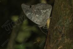 Borboleta 254 <em>(2761)</em>