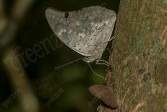 Borboleta 255 <em>(2762)</em>