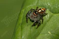 Aranha 84 <em>(2763)</em>