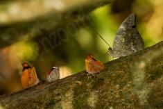 Borboleta 256 <em>(2764)</em>