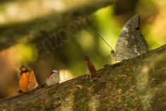 Borboleta 257 <em>(2765)</em>