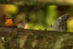 Borboleta 258 <em>(2766)</em>