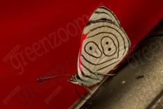 Borboleta 259 <em>(2767)</em>