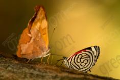 Borboleta 260 <em>(2768)</em>