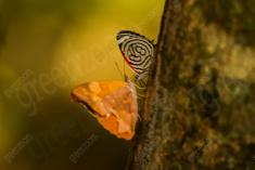 Borboleta 261 <em>(2769)</em>