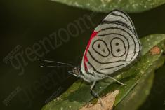 Borboleta 262 <em>(2770)</em>