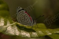 Borboleta 263 <em>(2771)</em>