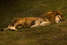 Leão 7 <em>(2772)</em>