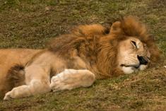 Leão 8 <em>(2773)</em>