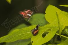 Borboleta 264 <em>(2813)</em>