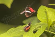 Borboleta 265 <em>(2814)</em>