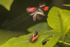 Borboleta 293 <em>(2815)</em>