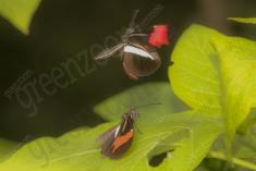 Borboleta 266 <em>(2816)</em>