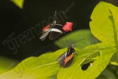 Borboleta 267 <em>(2817)</em>