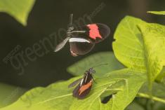 Borboleta 268 <em>(2818)</em>