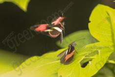 Borboleta 269 <em>(2819)</em>