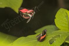 Borboleta 270 <em>(2820)</em>